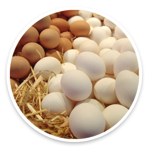 Huevos Santa luz | Huevos por mayor y menos